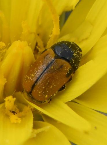 Réf. 226 886 : Cryptocephalus rugicollis